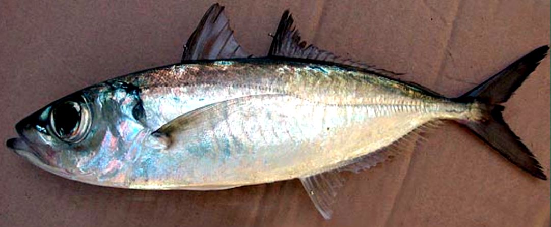 Selar crumenophthalmus_003